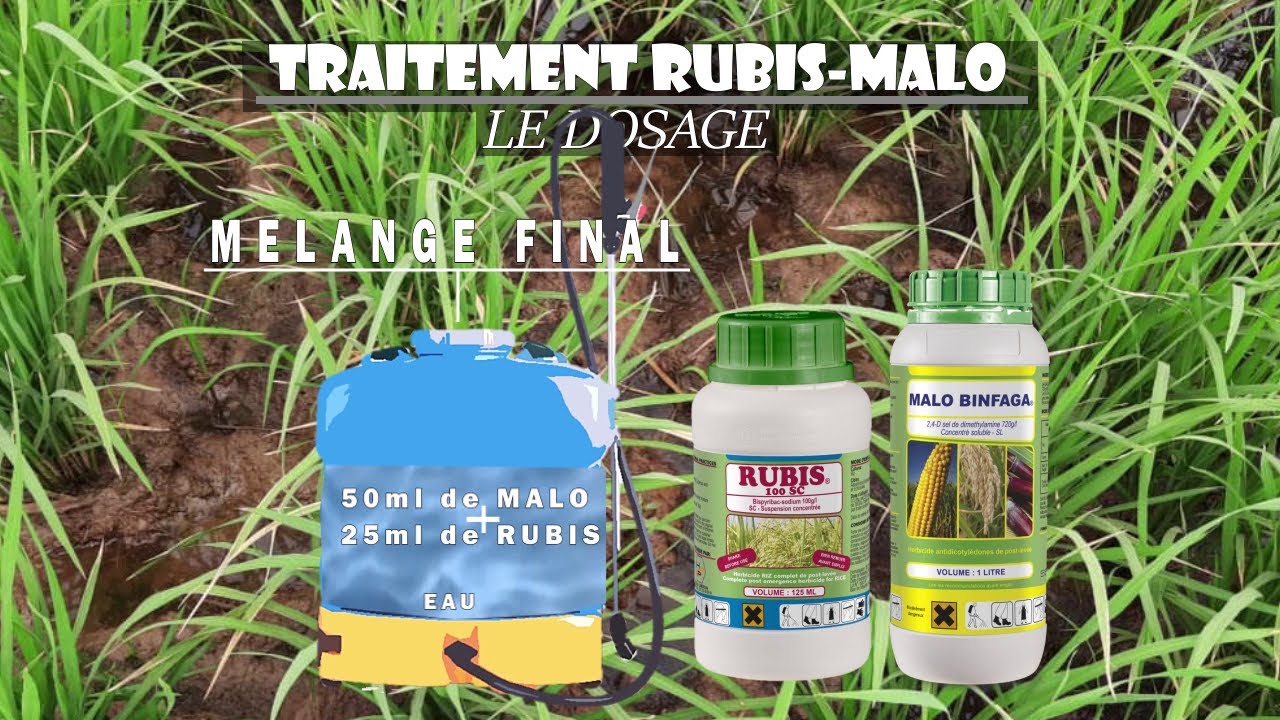 Solution pour le désherbage du riz : RUBIS ET MALO