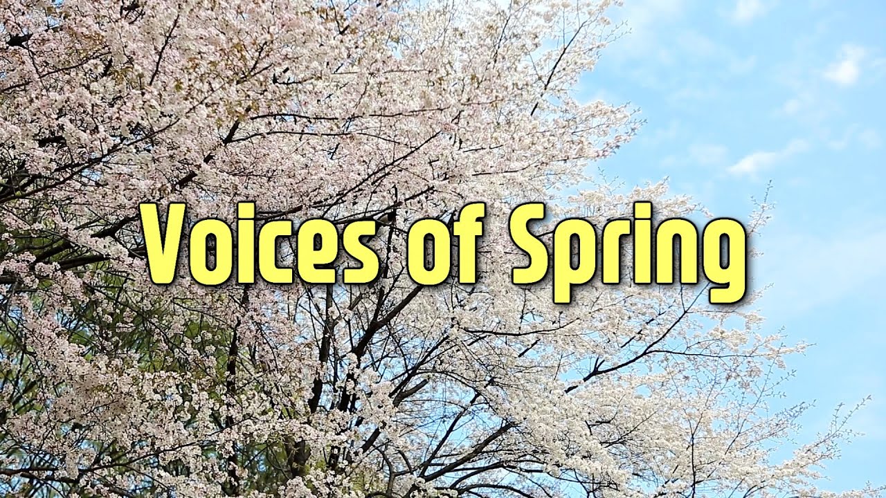 [추억] Voices of Spring (5년 전 개인 뮤비 영상 촬영)