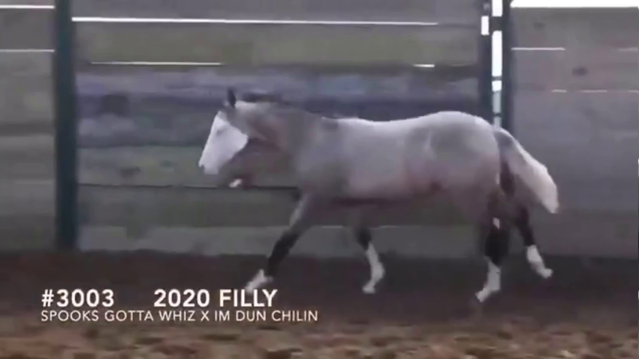 #3003 Spooks Gotta Whiz filly 2020 NRHA Select Breeders Sale