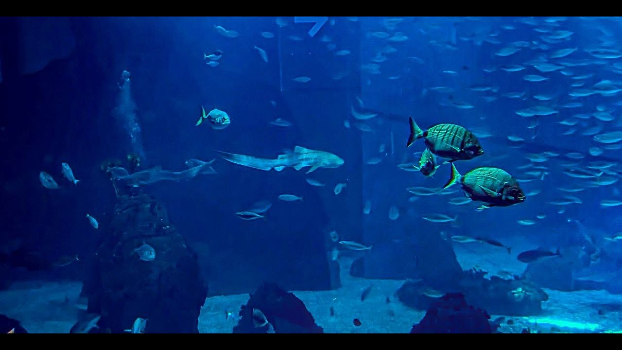 Aquarium in Lissabon, Portugal