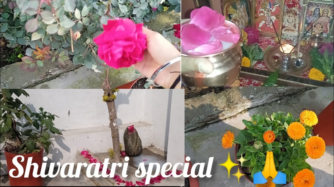 Shivratri special vlog-bhakti, shanti aur positivity✨🙏   #shivratri #mahadev#shivratrispecial 