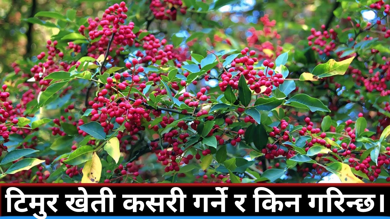 टिमुर खेती कसरी गर्ने ||टिमुर कस्तो ठाउँमा लगाउने||Timur Kheti in Nepal||Timur Kheti @MinuBudha