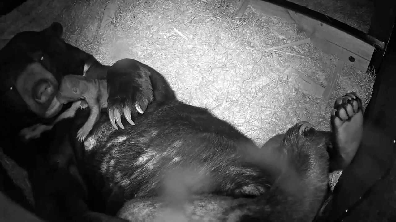 Two sun bears rescued from illegal traders just had their first adorable baby