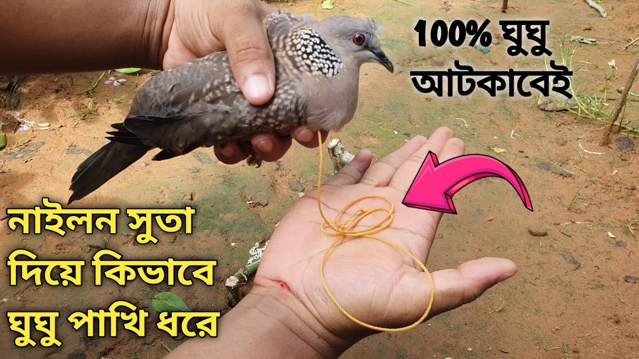 মাটিতে সুতা পেতে কিভাবে ঘুঘু পাখি ধরবেন সম্পূর্ণ ভিডিও দেওয়া আছে 🙂