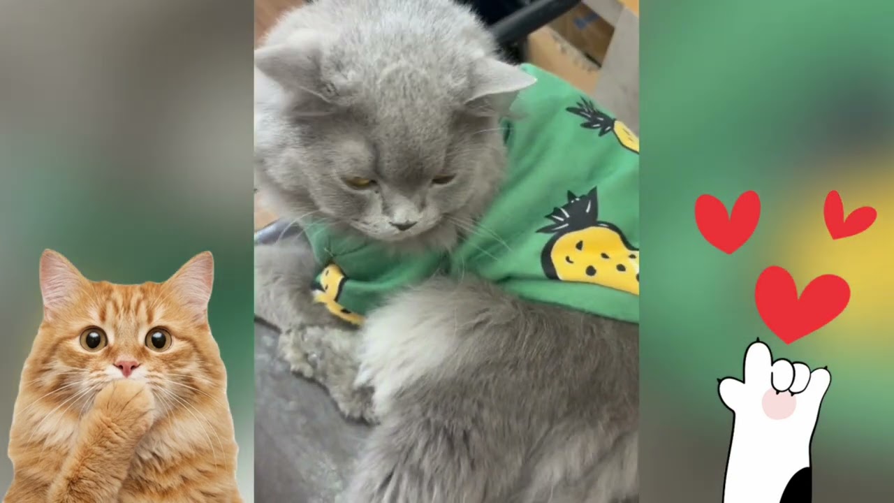 Aesthetic Cats in a Peaceful Afternoon 🌿😺 | Calm & Relaxing Moments