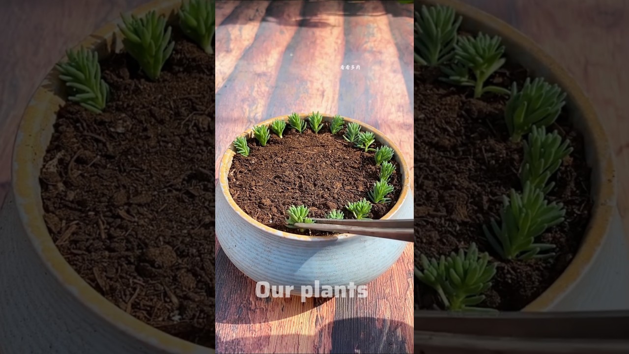 How to grow Moss Rose flower plant by cuttings #shorts #flowers #garden