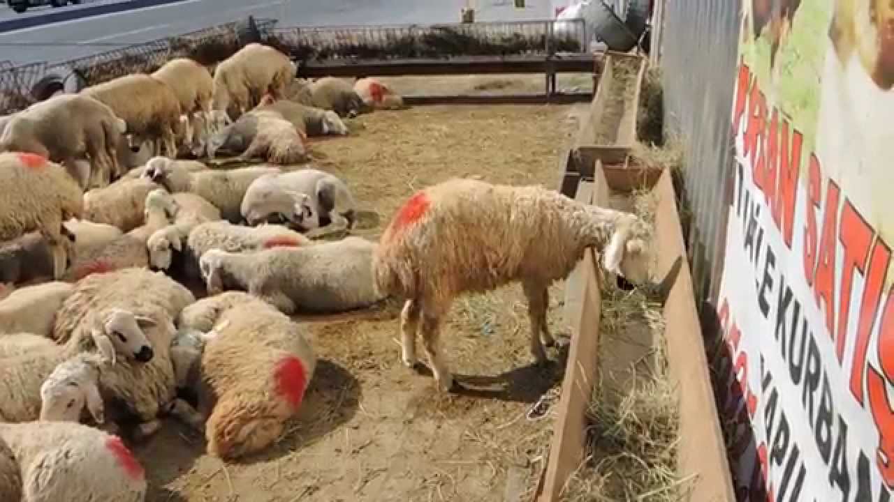 Kurban Bayramı/ Eid al-Adha. (1)The Feast of the Sacrifice in Turkey