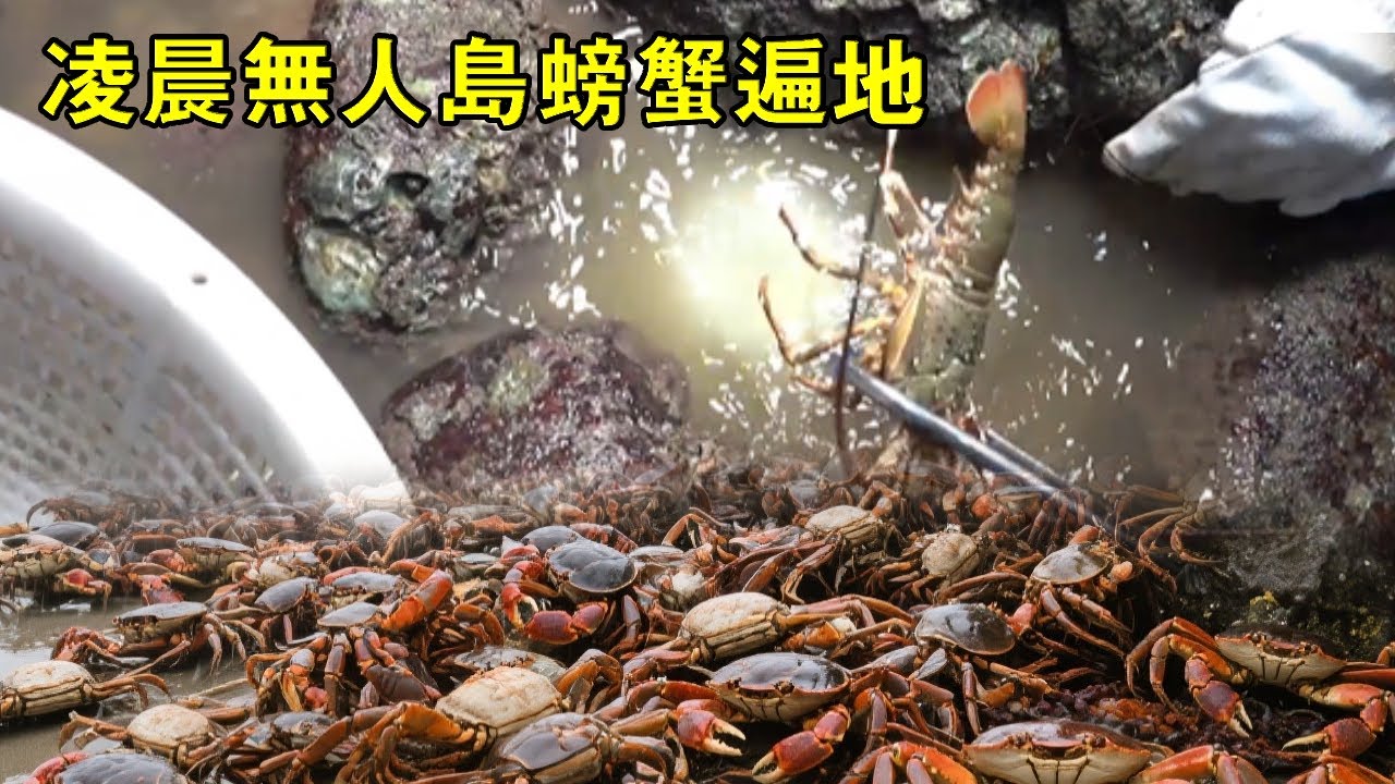 凌晨無人島螃蟹遍地，小漁爆桶太刺激，竟還有滿山野果摘到爽【漁小仙】