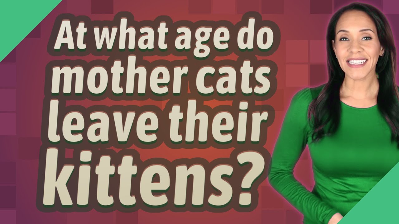 At what age do mother cats leave their kittens?