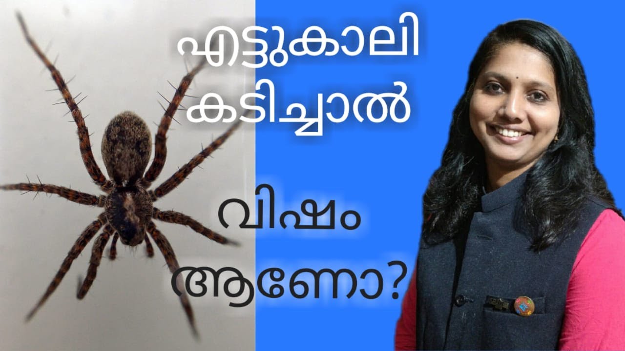 എട്ടുകാലി കടിച്ചാല്‍ വിഷം ആണോ? / Is the Spider bite poisonous?