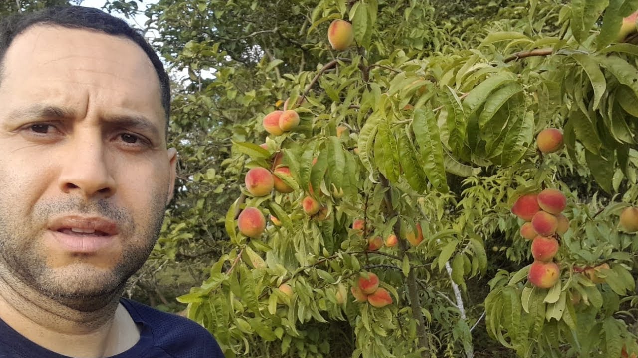 É ASSIM QUE EU PRODUZO PÊSSEGOS ORGÂNICO NO SÍTIO #plantas #caminhoparaumavidamelhor #agro