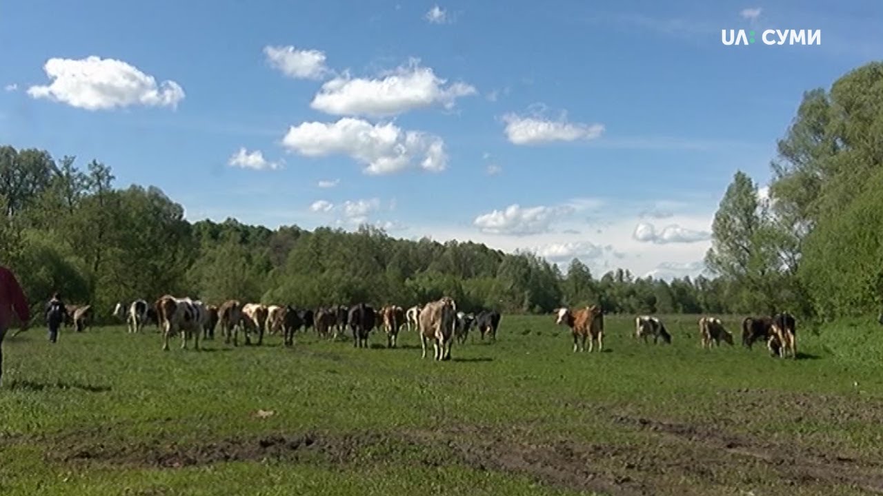 Мешканці села на Сумщині відстоюють луки, які розорюють