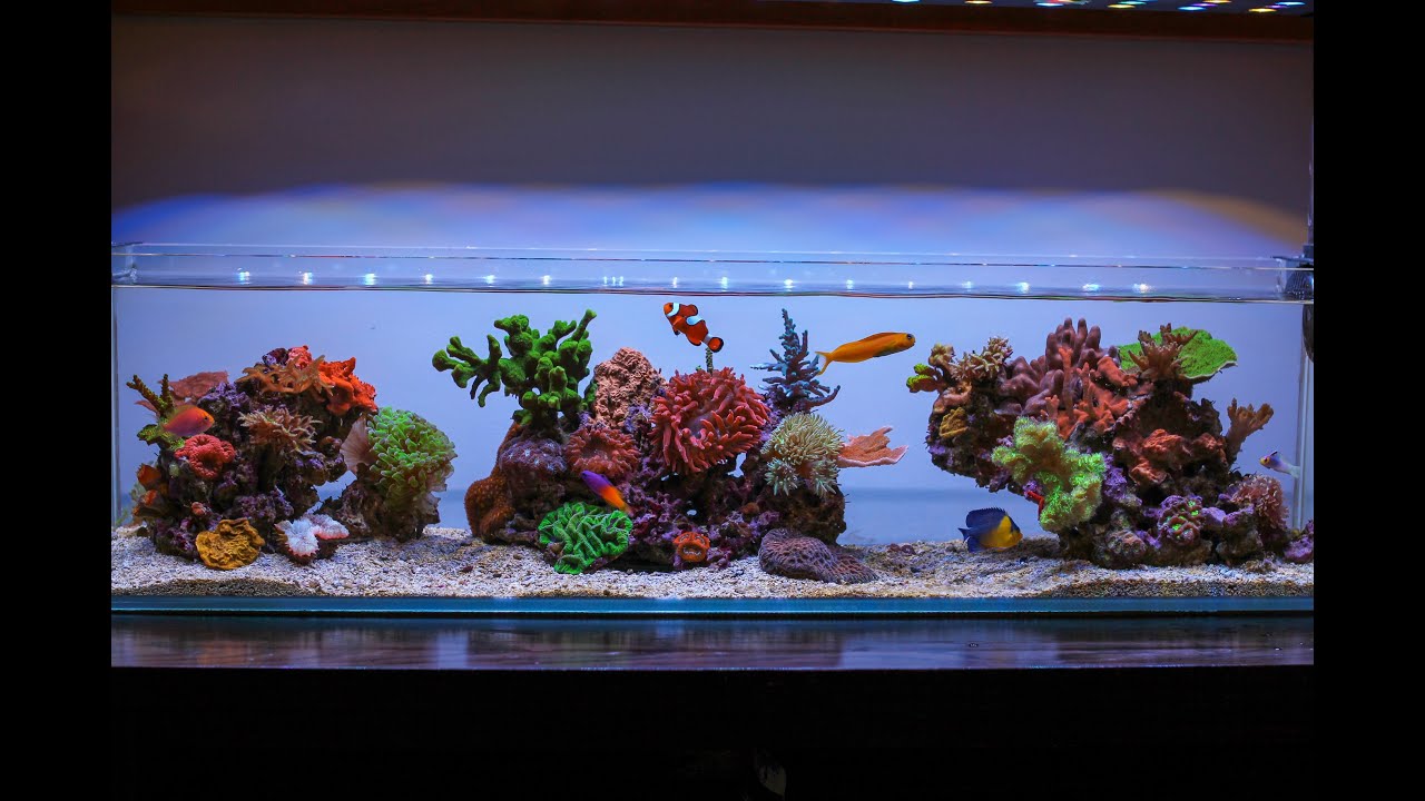 Mr Aqua 12 Gallon Long Nano - Almost 4 Years Old