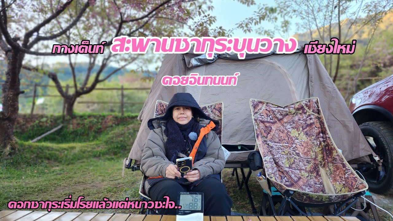 กางเต็นท์ใต้ต้นดอกซากุระเมืองไทย|สะพานซากุระขุนวาง|ดอยอินทนนท์|เชียงใหม่@Angnop เที่ยวง่ายๆ
