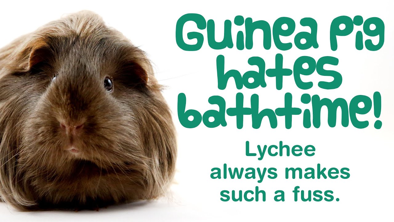 Silkie GUINEA PIG has a BATH | Bathing a Guinea Pig | LYCHEE’s Bath Time | Guinea Pig Care