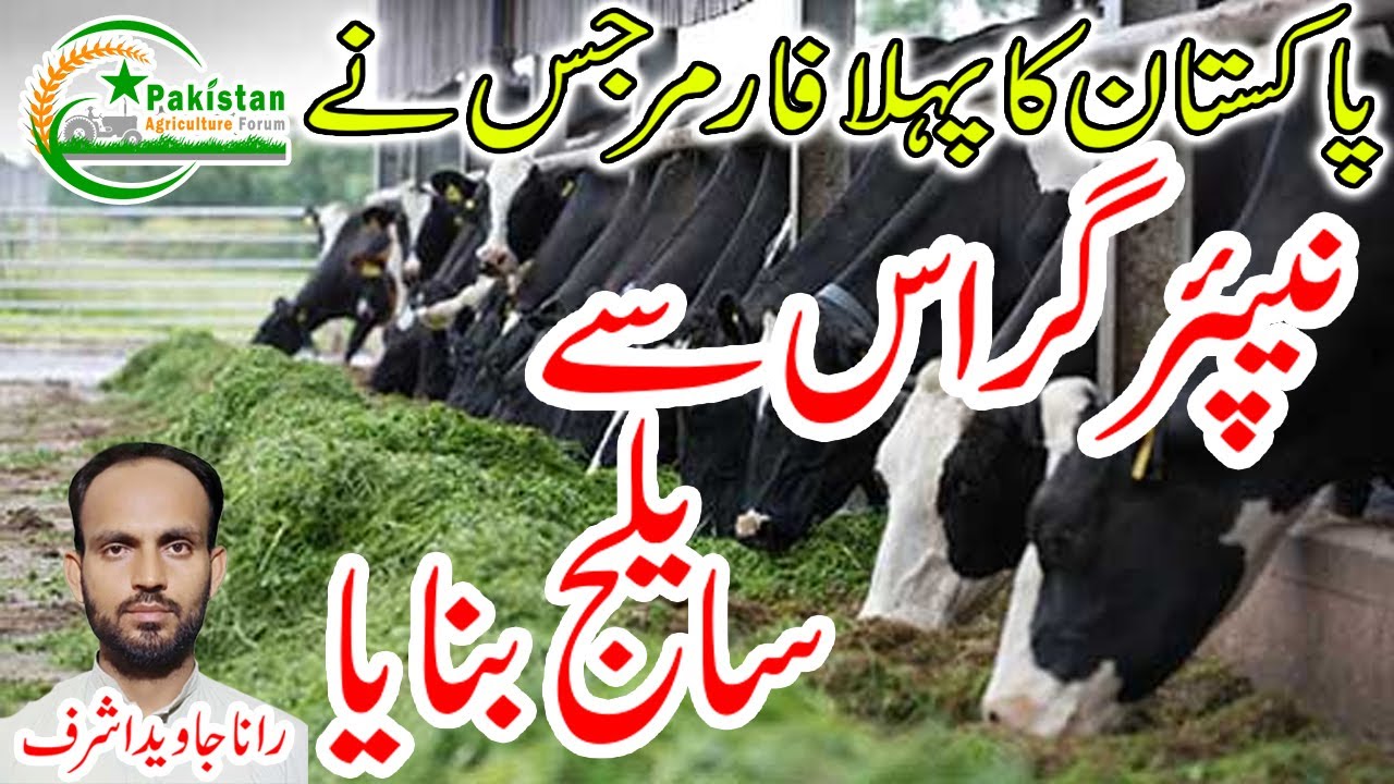 Napier Grass Silage Making پہلا فارمر جس نے پاکستان میں نیپئر گراس سے سایلج بنایا