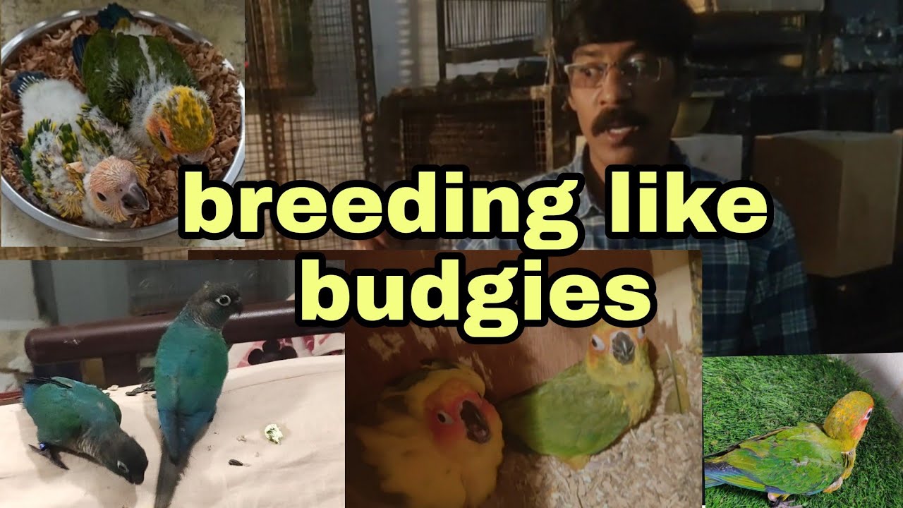 Visiting sun conure specialist.. Breeding conures with progress and some guidance