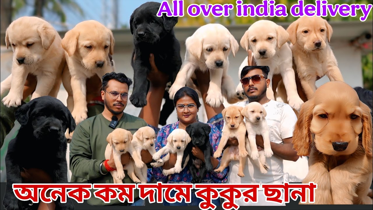 Home breed puppy sale lowest price! Dog market in Kolkata! Pet market in Kolkata ! Labrador puppies