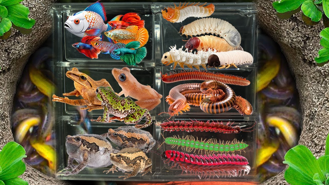 Catch insects, I Got Ptychohyla, Frog, Gerania bosci, Fish cute, Betta fish, Grub, bullfrog,