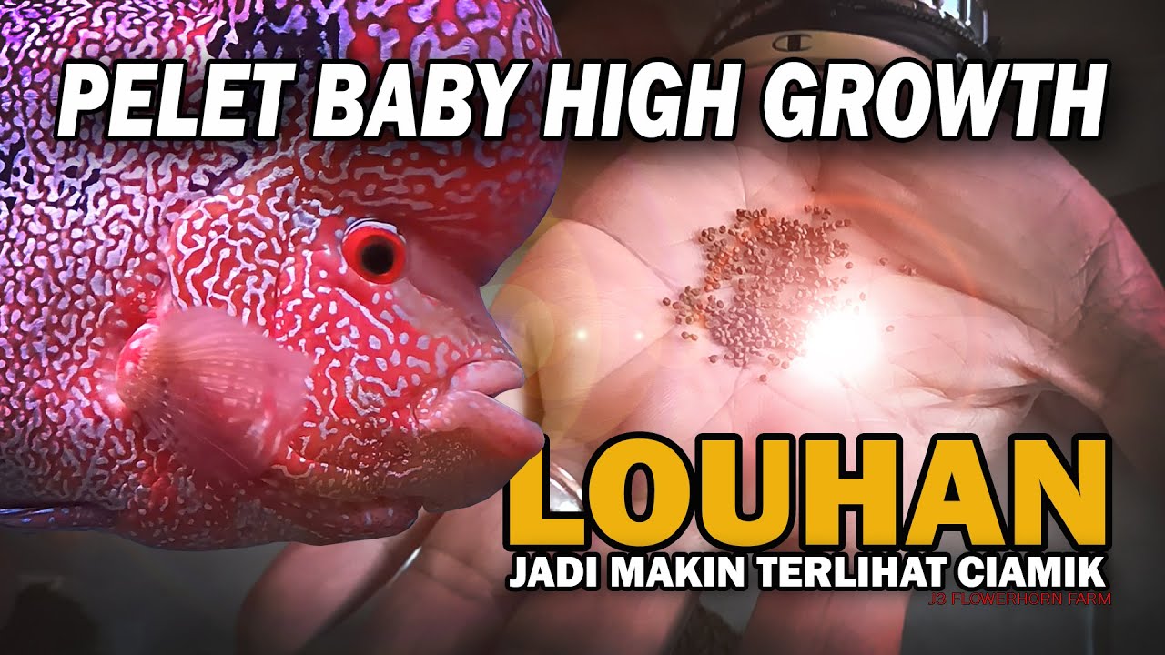 BUKA-BUKAAN PELET GROOMING, RAMAH UNTUK LAMBUNG IKAN LOUHAN | J3 FLOWERHORN FARM