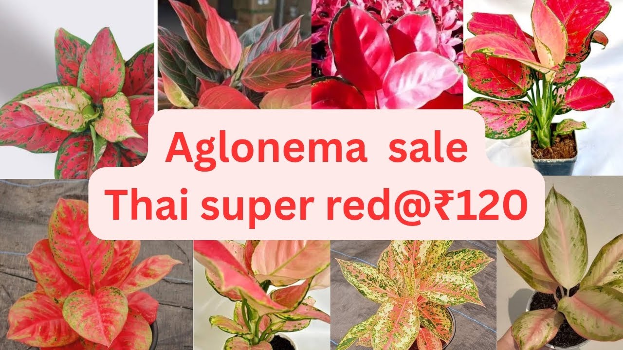 Aglonema sale... Thai super red@₹120#Aglonema #indoorplants 