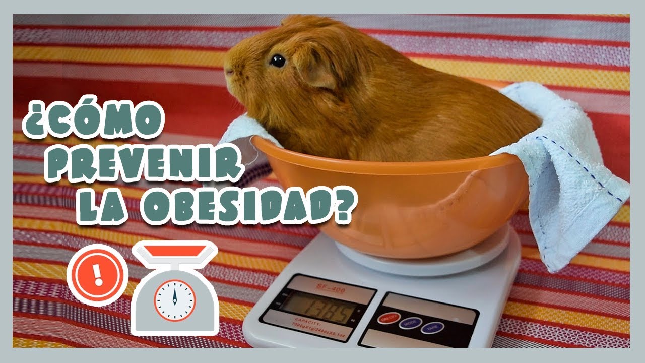 ⚖ ¿CÓMO PREVENIR / TRATAR EL SOBREPESO U OBESIDAD EN COBAYAS? 🐹 Peso ideal + Cómo pesar + Consejos