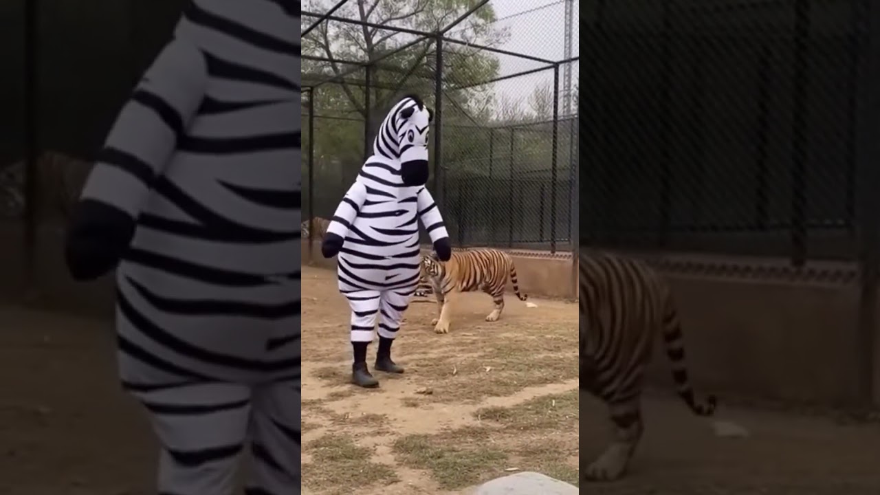 Will the Tigers Attack Him? 🐅| A Zebra Costume in a Zoo Enclosure #shorts