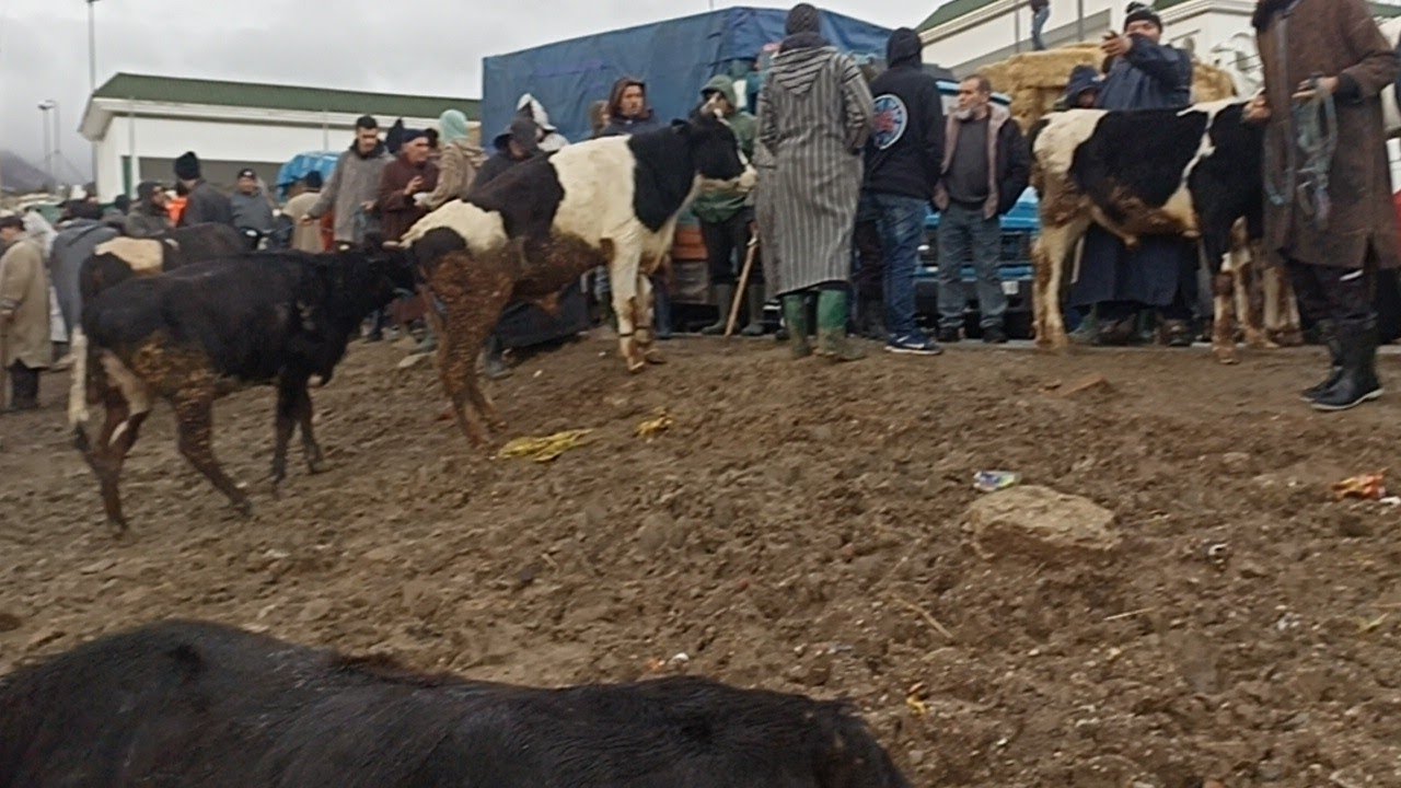 البلدي و الكسابي و الجزاري بسوق الاحد تطوان 🐂🐄🦬🐃||08/02/2026||0667128425🔥🇲🇦❤️