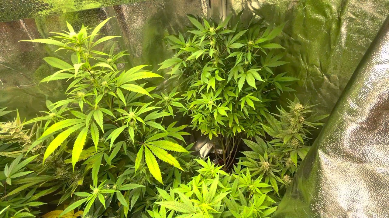 Mars Hydro Grow Journal Tsw2000 #marshydrosp6500