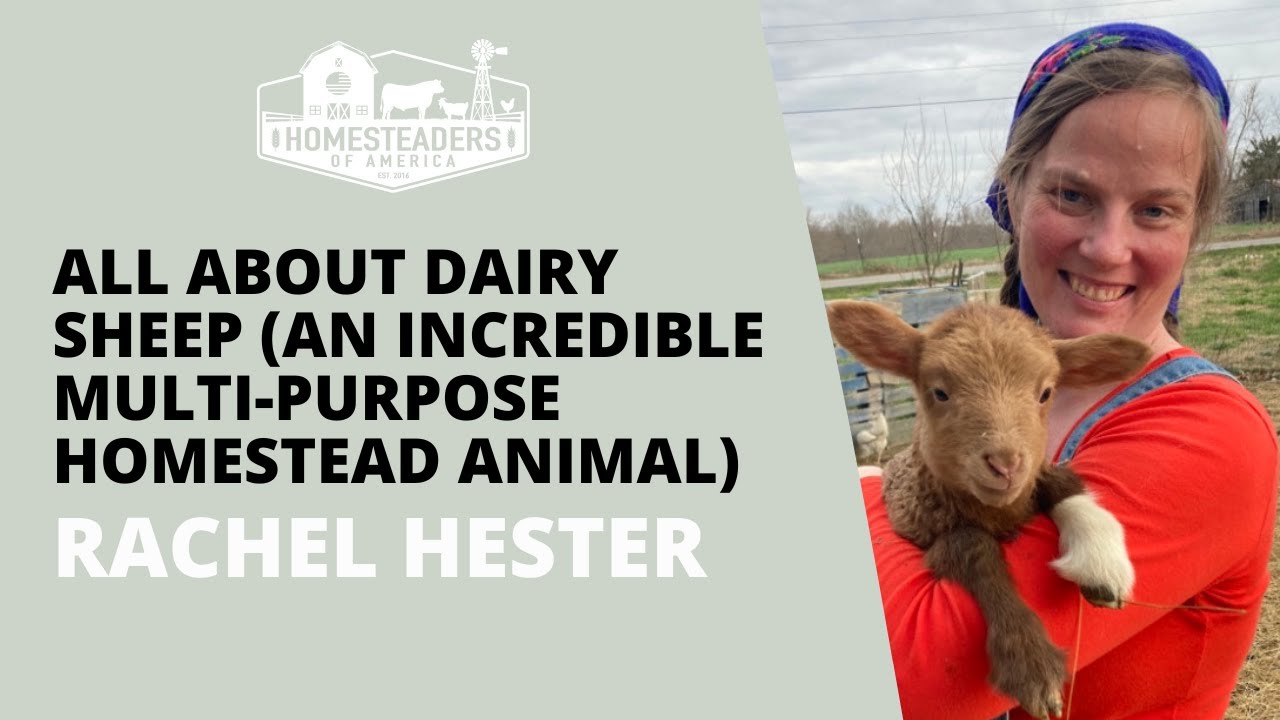 All About Dairy Sheep (An Incredible Multi-Purpose Homestead Animal) | Rachel of Whoopsy Daisy Farm