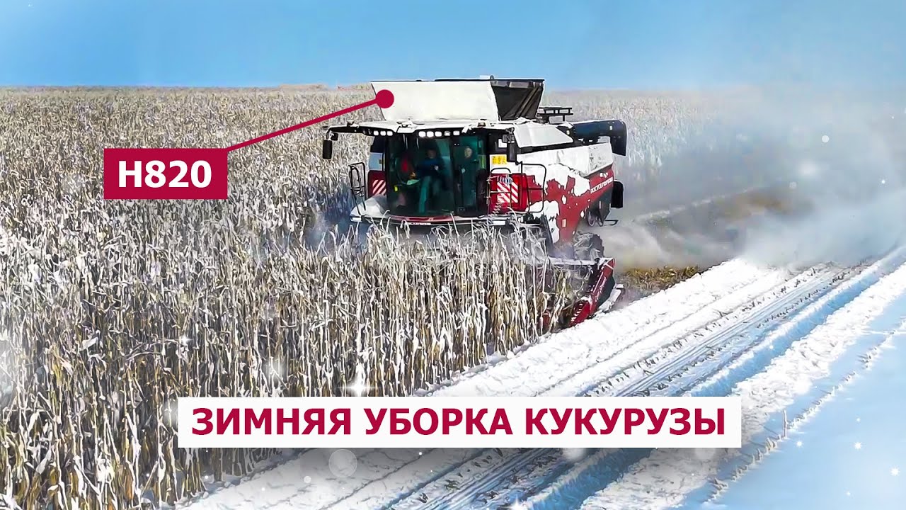 Н820: зимняя уборка кукурузы