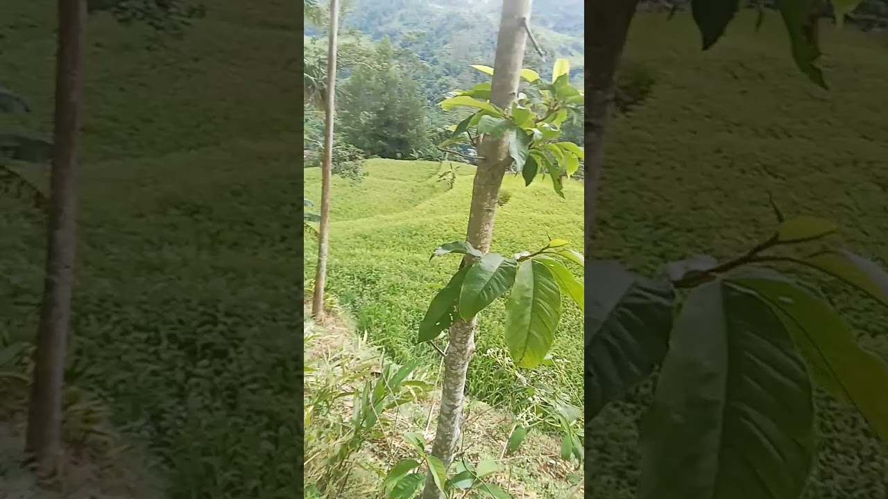 salam dari orang kampung 