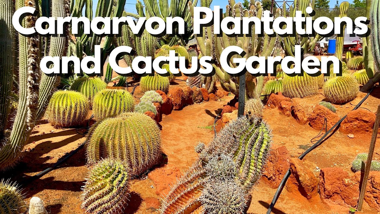Things to do in Carnarvon, Australia
