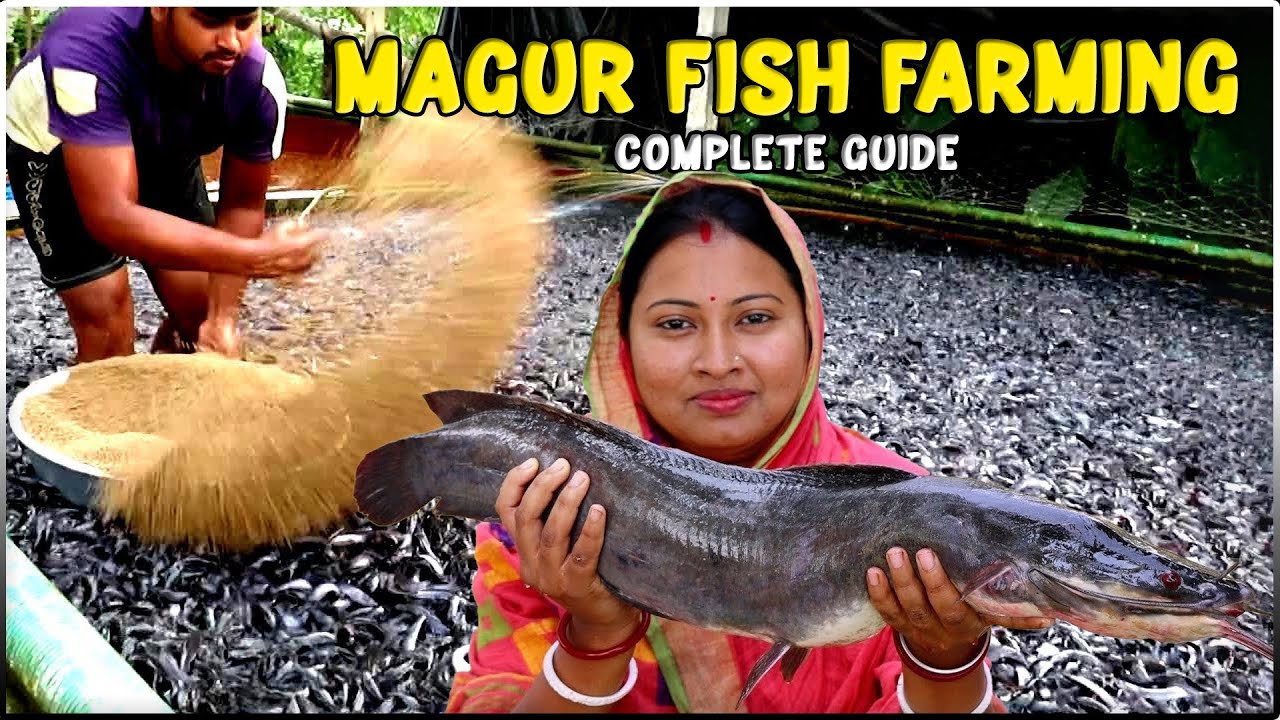 Magur (Catfish) Fish Farming - Complete Guide