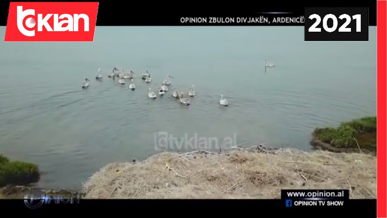 Si shumohet pelikani kacurrel