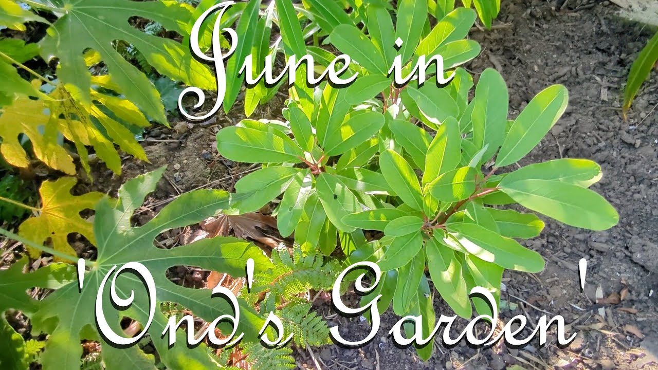 Jungle June in 'Ond's Garden'