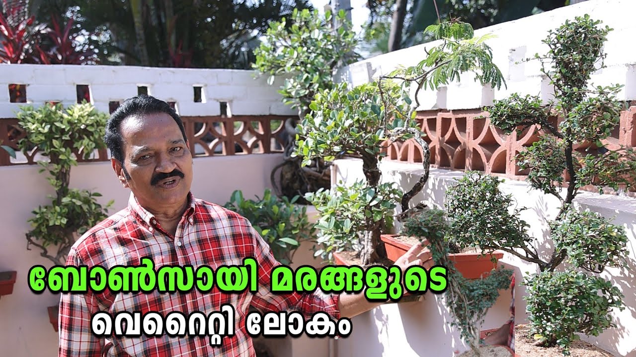 കുഞ്ഞൻ മരങ്ങളിൽ വിസ്മയം തീർത്ത് ജോസഫ് സാർ | Bonsai Garden Kerala