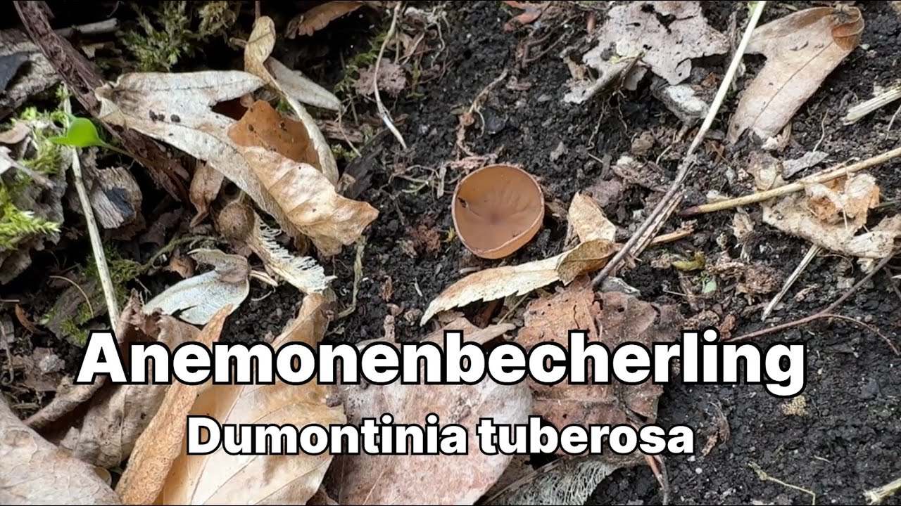 Anemonenbecherling - Pilze unter der Lupe