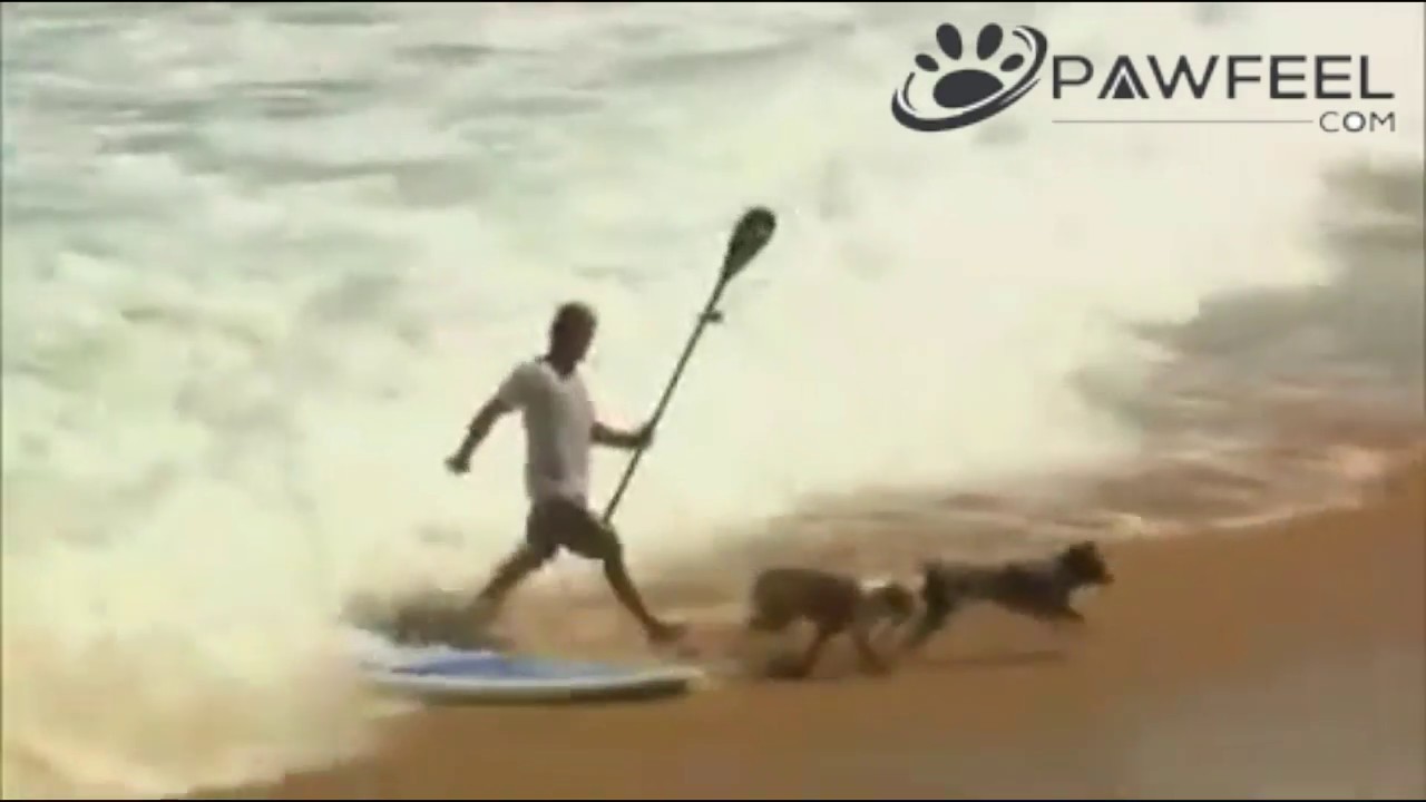 The best dog friendly beaches