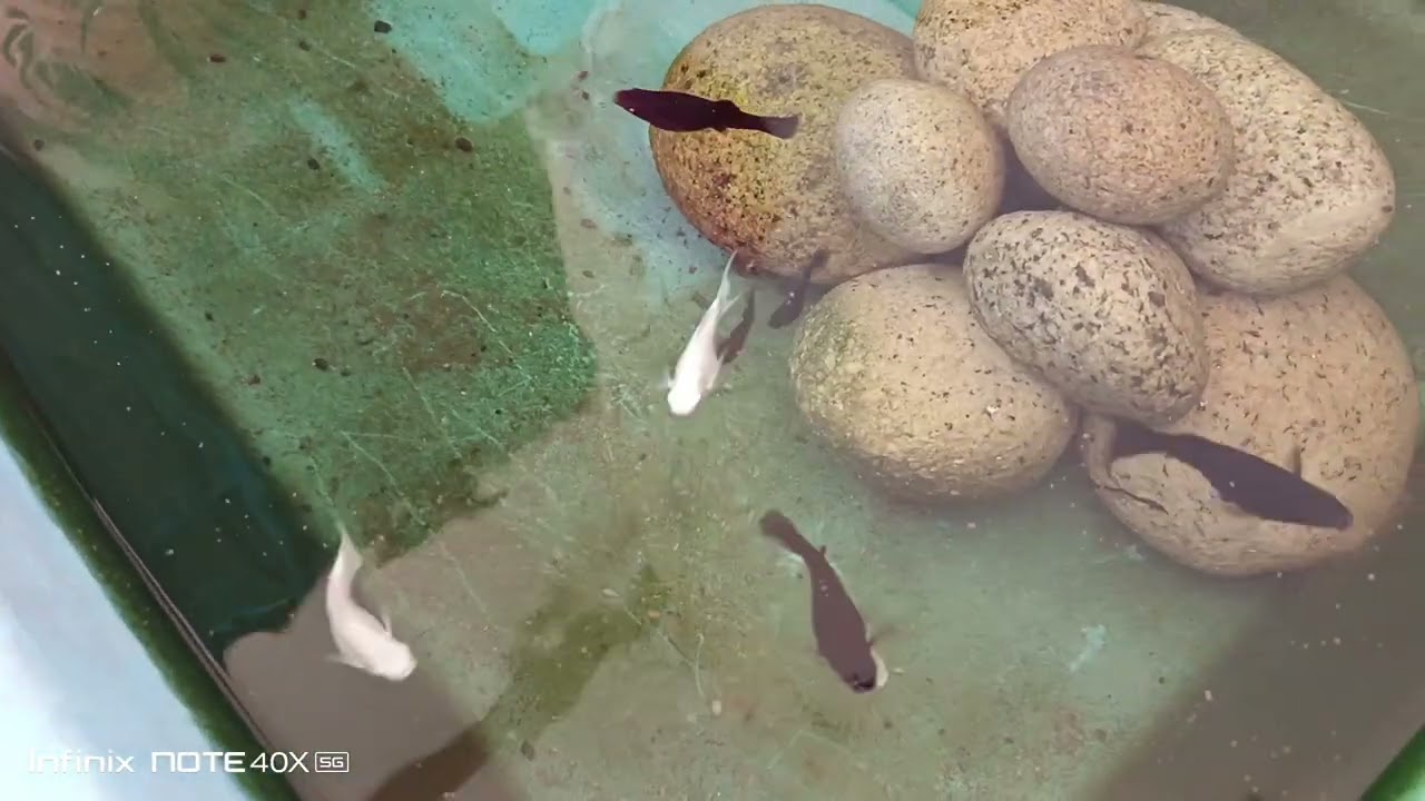 Baru2 berjinak nak bela Ikan Molly