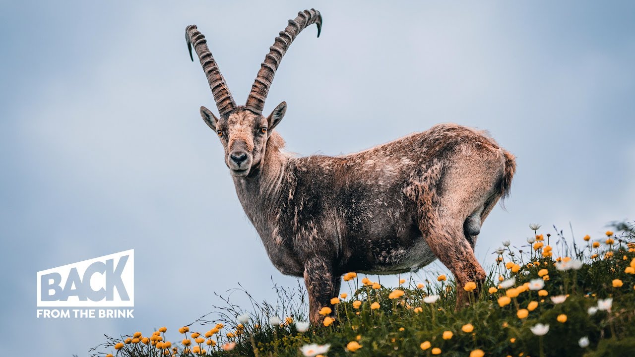 The Return of the Ibex | Back from the Brink