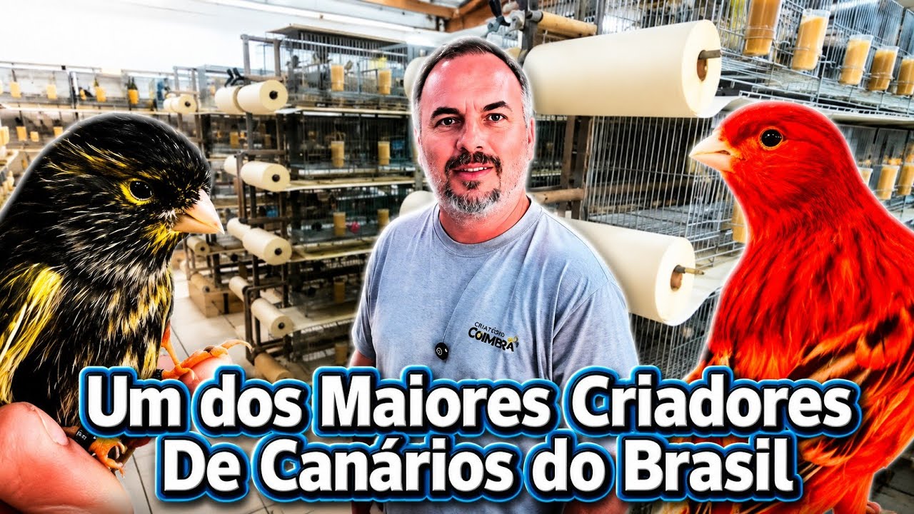 O Paraíso dos Canários: Conheça o Criadouro Colombo