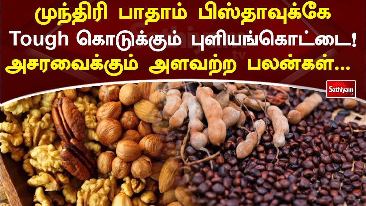 முந்திரி பாதாம் பிஸ்தாவுக்கே Tough கொடுக்கும்  புளியங்கொட்டை அசரவைக்கும் அளவற்ற பலன்கள் | SathiyamTV