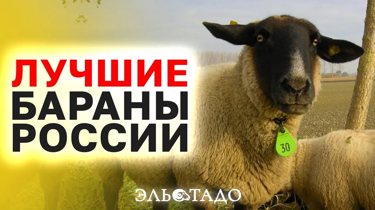 Элитные овцы пород Суффолк, Шароле, Бергшаф! Находятся в городе Нальчик. Овцы из Британии