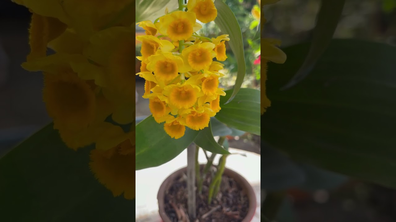 Dendrobium densiflorum
