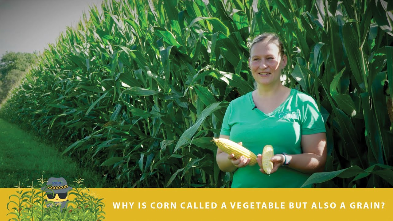 Agent X | Why is Corn Called a Vegetable but also a Grain?