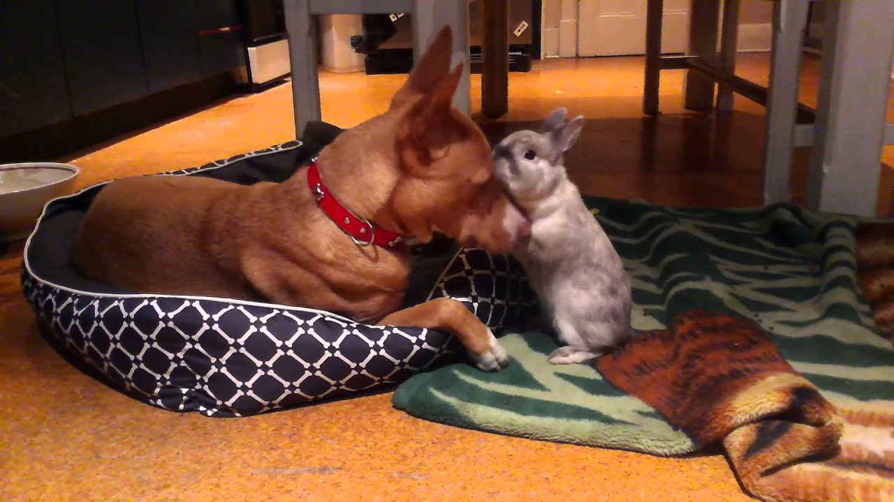 Bunny loves Dog (Basil loves Bibbo)