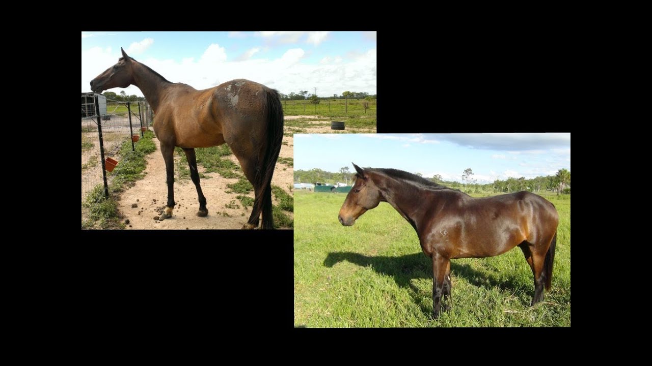 Amazing Rescue Horse Transformation!
