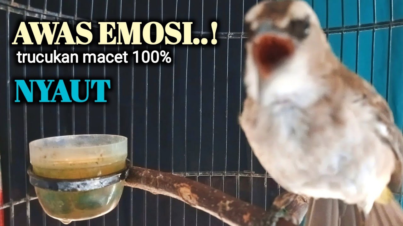 trucukan gacor EMOSI ROPEL PANJANG buat pancingan trucuk agar cepat bunyi JADIKAN burung NYAUT giras