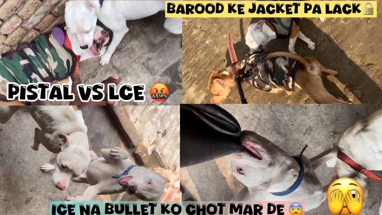 Pistal na jacket pa Lock 🔒 laga lita 🤬 bullet ko kya hua 😱@NikhilPetHouse 